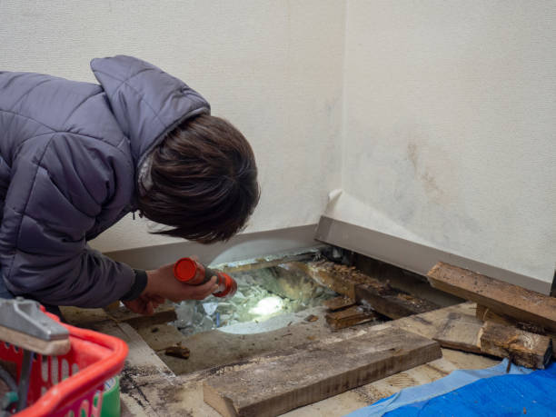 Best Air Quality Testing for Mold Spores  in Rossvle, IL